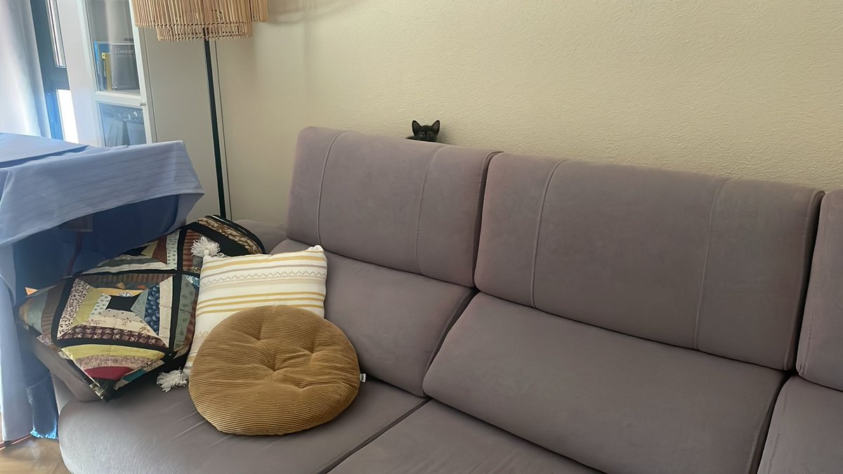 JaviFerAST's tweet photo. Gatita de mes y medio busca alguien que le adopte. Es muy buena y tranquila, se pasa el día durmiendo y juega a ratitos. Le gusta mucho el calor humano y que la acaricien. https://t.co/c8LigNQB9F