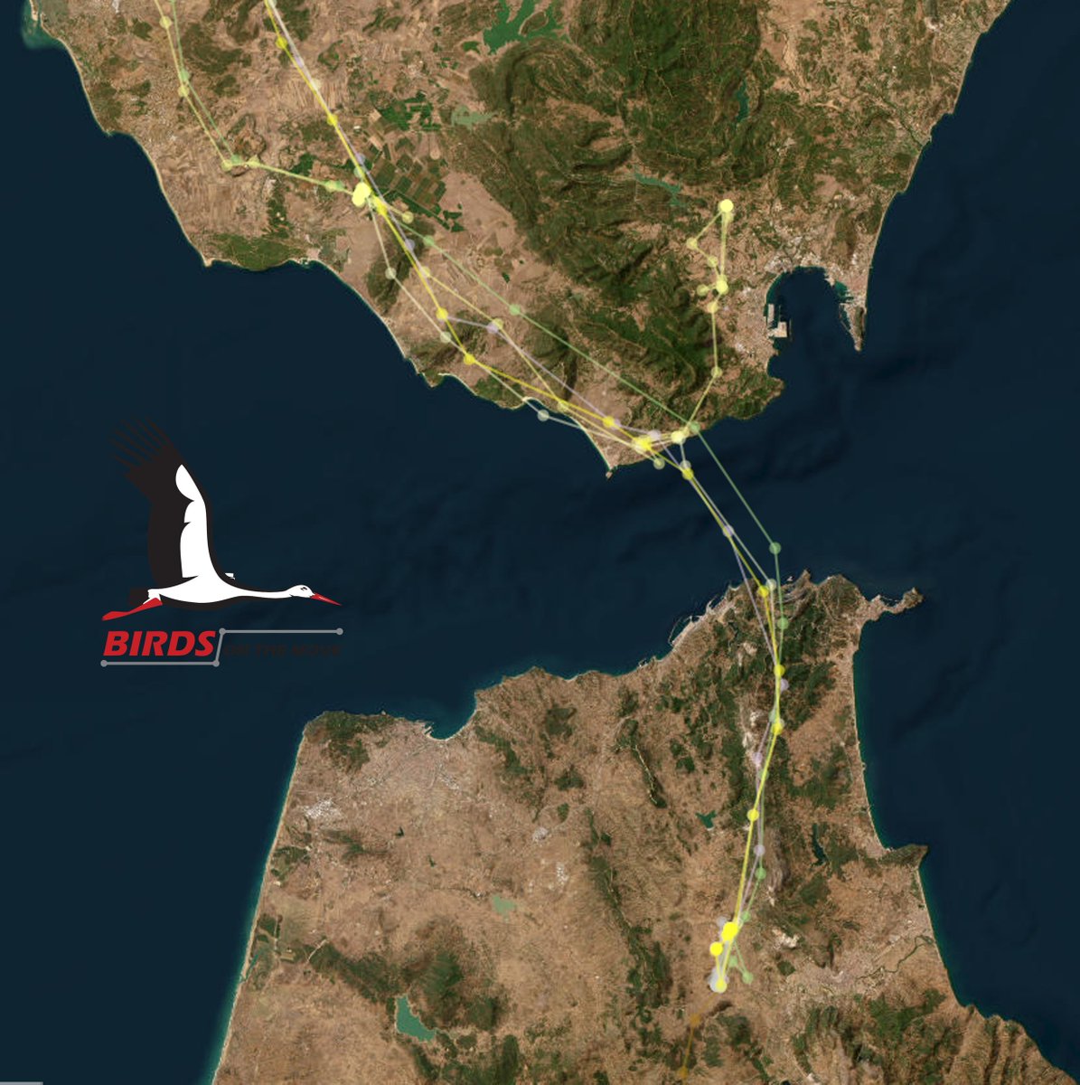 Birds On The Move (@birdsmove) on Twitter photo Yesterday our friends <a href="/Otis_inglorius/">Inglorious Bustards</a> counted 11,000 (!) #WhiteStorks crossing the Strait of Gibraltar! And 4 of our juveniles were there, crossing at ~12h UTC😍 2-year-old Fernão was late to the party and did not cross. Instead, he decided to stop at the landfill for a snack 🍔 Yesterday our friends <a href="/Otis_inglorius/">Inglorious Bustards</a> counted 11,000 (!) #WhiteStorks crossing the Strait of Gibraltar! And 4 of our juveniles were there, crossing at ~12h UTC😍 2-year-old Fernão was late to the party and did not cross. Instead, he decided to stop at the landfill for a snack 🍔