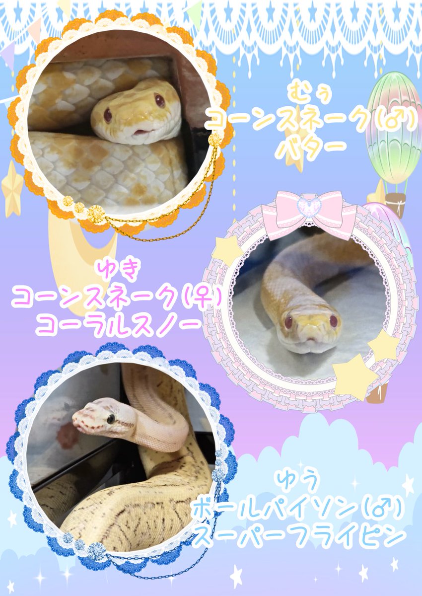 NΛT(なっつ)@へびマルシェの裏方 tweet media