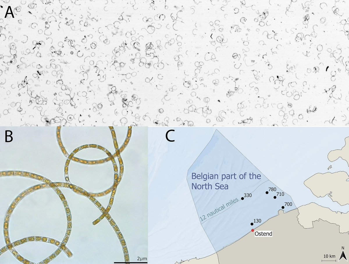 Jan Mees (@jmeesvliz) on Twitter photo New <a href="/VLIZnews/">Flanders Marine Institute - VLIZ</a> <a href="/LifeWatchVLIZ/">LifeWatch VLIZ</a> paper:
Temperature-induced copepod depletion and the associated wax of Bellerochea in Belgian coastal waters
sciencedirect.com/science/articl… New <a href="/VLIZnews/">Flanders Marine Institute - VLIZ</a> <a href="/LifeWatchVLIZ/">LifeWatch VLIZ</a> paper:
Temperature-induced copepod depletion and the associated wax of Bellerochea in Belgian coastal waters
sciencedirect.com/science/articl…