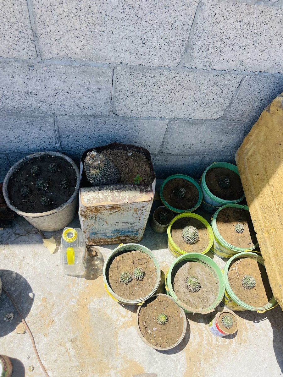 #اللي خلف ما مات 
نحن مثل نبتة الصبار لا نموت بل نصنع من الموت حياة جديده