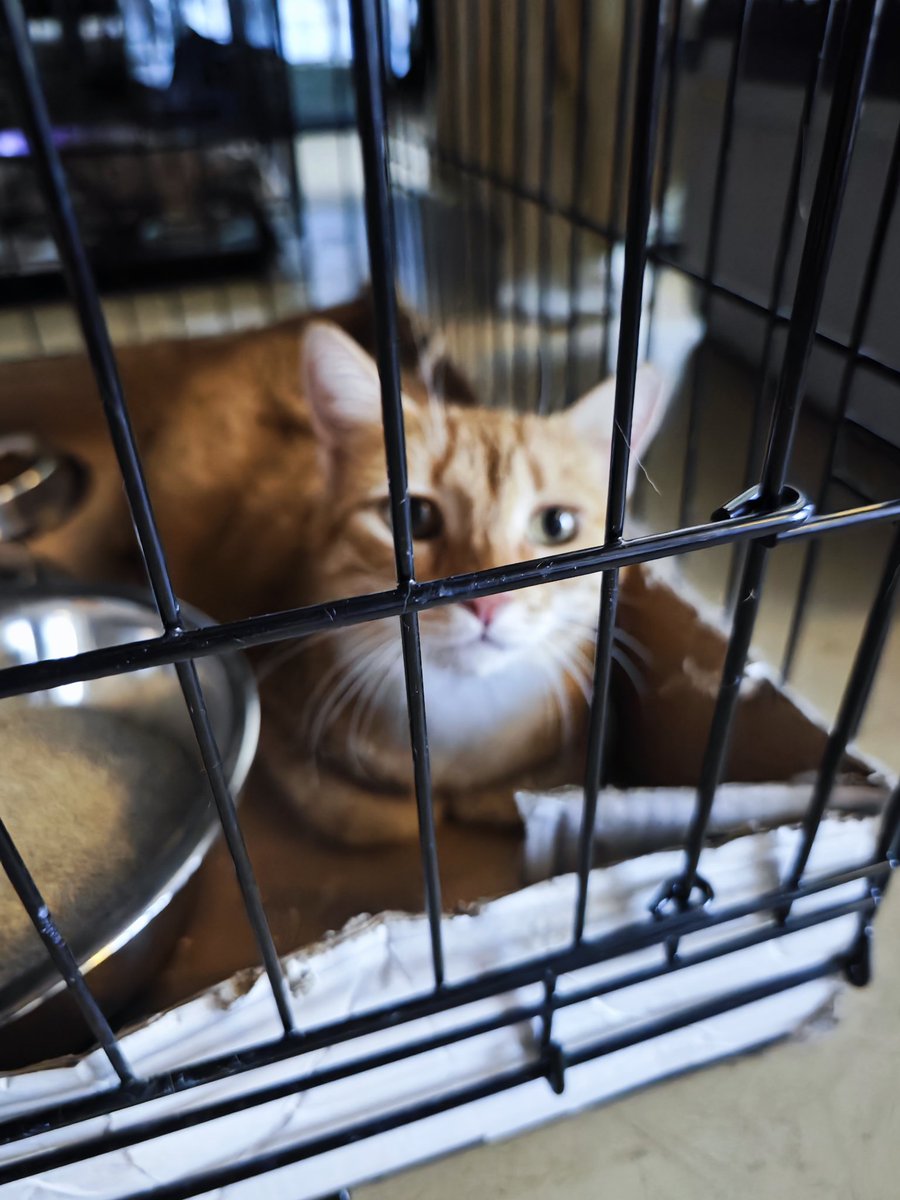 Αναρτώ κάποιες γατούλες, με κάποια χαρακτηριστικά, σε περίπτωση που κάποιος τις αναζητά. Οι κοινοποιήσεις είναι ζωτικής σημασίας, να επιστρέψουν τα γατάκια στο σπίτι τους. Το πορτοκαλί έχει σημαδεμένο αριστερό αυτί, σημαίνει στειρωμένο. Εγκαταστάσεις Παλαι Γαλατσίου, Dog's Voice