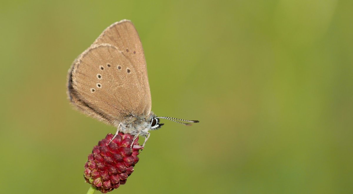 Dusky large blue (Phengaris nausithous) extinct (again) in NL. The species occurred only on one road verge, which was mown at the wrong moment a few years ago. New habitat was not ready soon enough to ensure survival. 
naturetoday.com/intl/nl/nature…