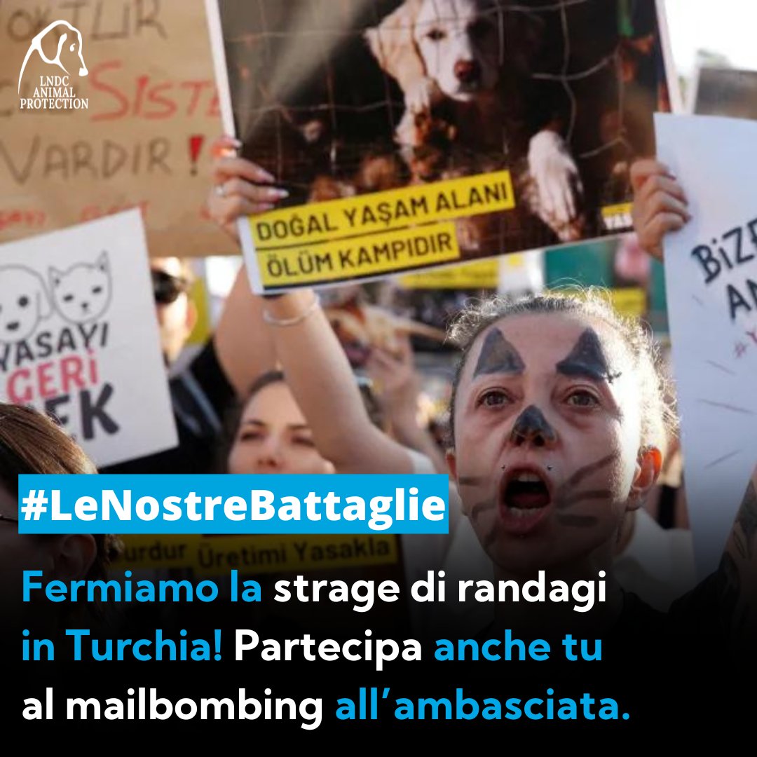 lndc_italia's tweet photo. 🗣️ Fa' sentire la tua voce contro lo sterminio di randagi in Turchia! 🐶😺 Ti basta seguire il link seguente e cliccare sul pulsante blu in fondo alla pagina: si aprirà la mail già compilata con l’indirizzo e un modello di testo che puoi personalizzare 👉 https://t.co/S6GZj5lqFA https://t.co/Hifh96yoY0