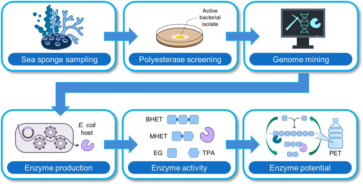 Breakthrough in plastic degradation! Carr et al report on MarCE, a carboxylesterase protein found in a marine sponge, with the incredible ability to break down polyesters like PET. This could revolutionize the biological degradation of synthetic polymers! doi.org/10.1111/1751-7…