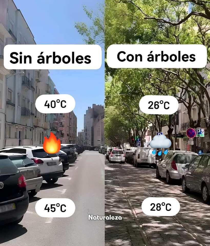 AytoCoripe's tweet photo. Sabías que❓
✅ Los árboles pueden llegar a reducir la temperatura ambiental en más de 10 grados
✅ Los árboles ayudan a limpiar el CO2 del aire, “atrapando” el C y liberando O2 al ambiente
#conocetusarboles #cuidatusarboles #MedioAmbiente #coripe #PiensaEnVerde https://t.co/wVWXV6Fjvp