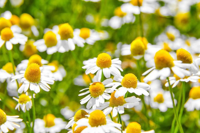 99blackbaloons's tweet image. Welcome to your #foodapocalypse

🍐🥬🍓🍎🍑🫐🥥🥦🫑🍓🍆🍍

A species as common as chamomile is now listed as endangered in many countries including Greece, and it is easy to see why: in my neighbourhood the open sunny patches and roadsides which are ideal for the plant are