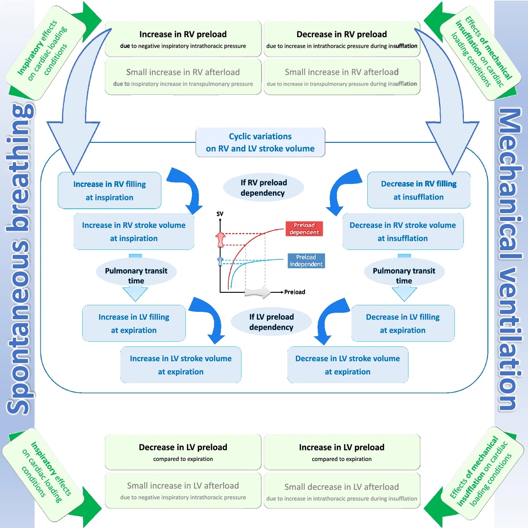 Heart–Lungs interactions: the basics and clinical implications

CCR Journal Watch
criticalcarereviews.com/latest-evidenc…

Get the latest critical care literature every weekend via the CCR Newsletter - subscribe at criticalcarereviews.com/newsletters/su…