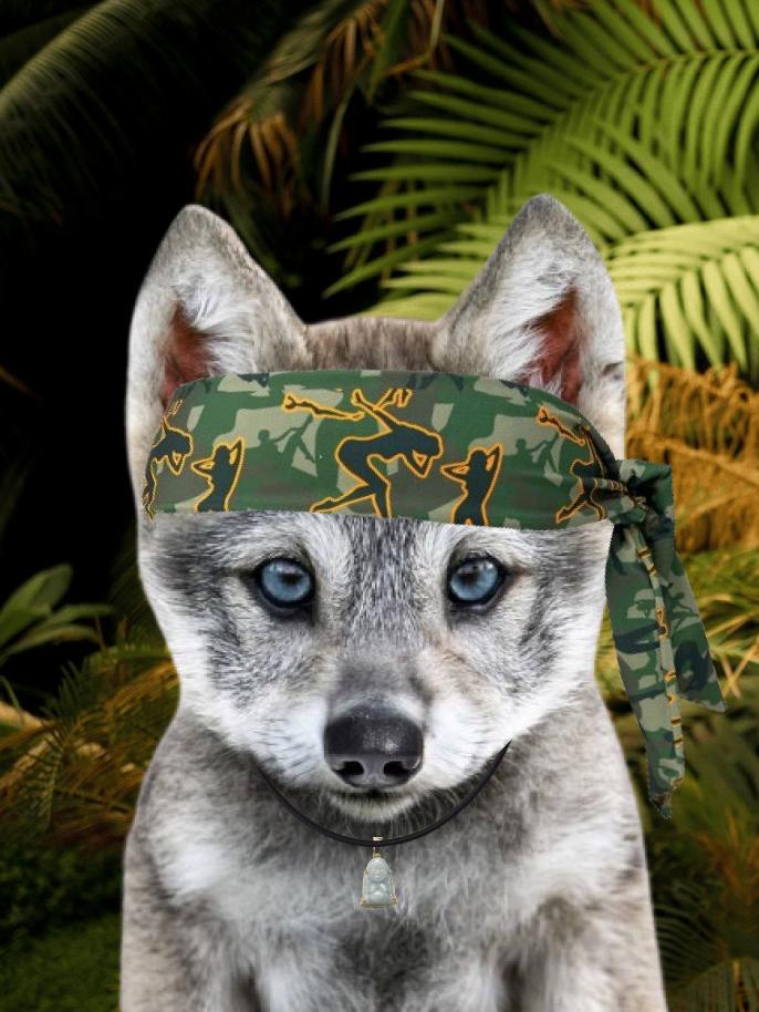 hotronixs's tweet photo. @JakeGagain $HOWLY is in the trenches, daily. Growing its pack. Awoooooooooooooo #solwolfpack https://t.co/8cUoU5cXfO