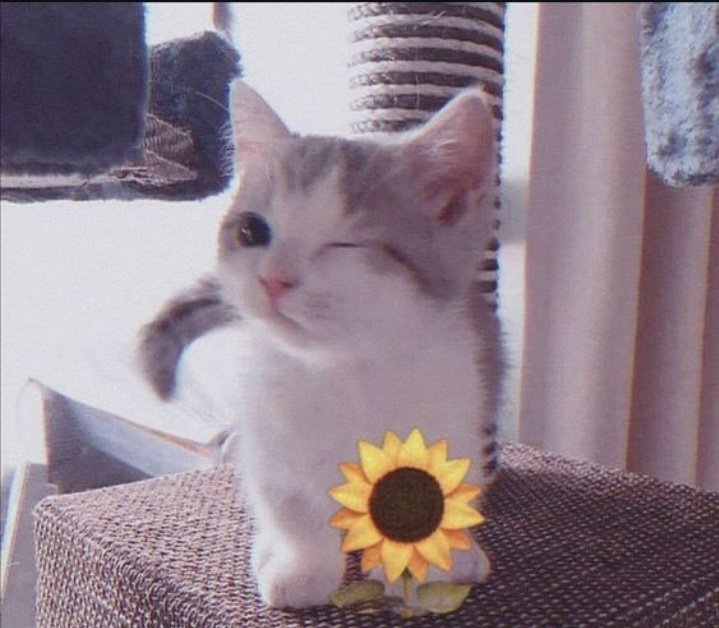 JcdWolf's tweet photo. Hola @Mayichii 🌸 buenos días 
Pasa un excelente martes bonita 💜 https://t.co/2a3y7ygoHT