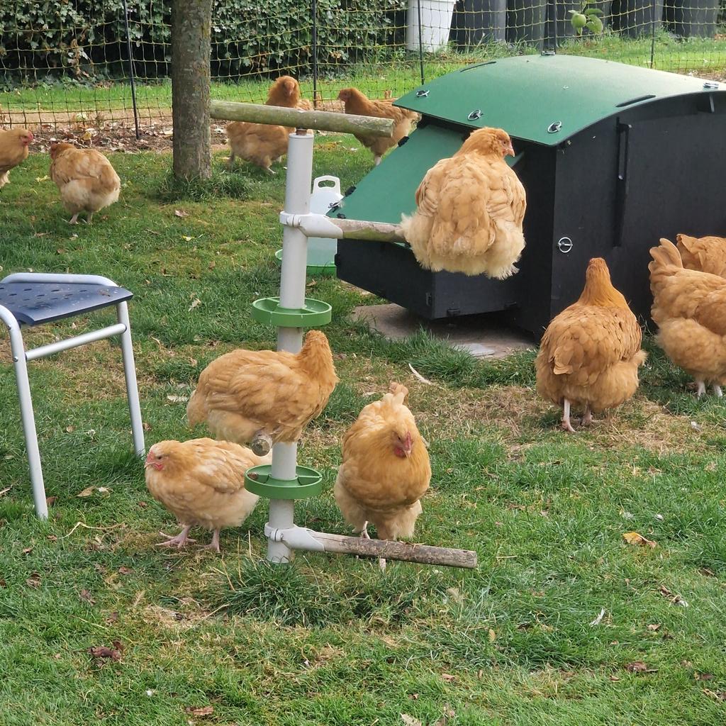 TheFloofLady's tweet photo. The dawn gathering
#freerangehens #freerangechickens #happyhen #happychicken #chickenboredombusters https://t.co/2SLhkG0a5B
