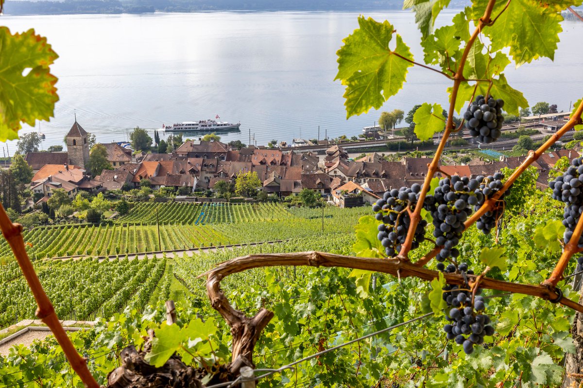 swissfood_ch's tweet image. Ohne Pflanzenschutz geht es nicht – schon gar nicht in schwierigen Anbaujahren. Das erfahren Berner Winzer gerade am eigenen Leib. Dort, wo sie auf Pflanzenschutz verzichten, wächst «keine einzige gesunde Traube». 🍇🍷

👉 Lesen Sie hier mehr: swiss-food.ch/artikel/die-be…