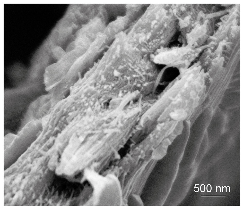 SA Forestry magazine tweet media