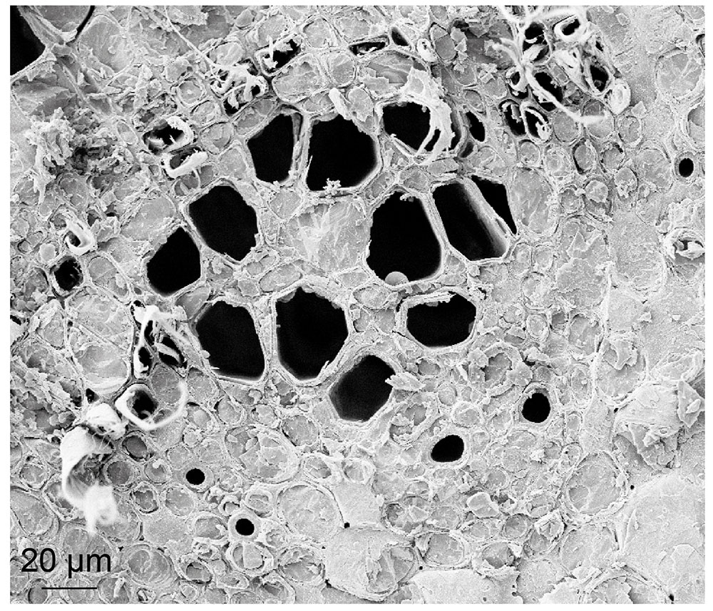 SA Forestry magazine tweet media