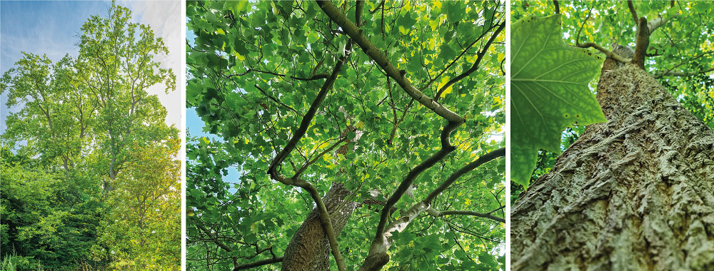 SA Forestry magazine tweet media