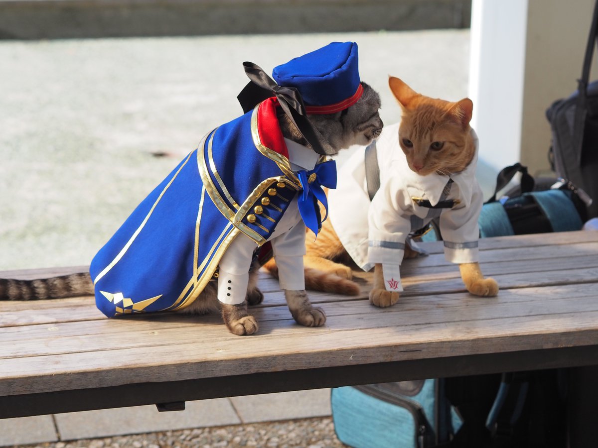 YagyouNEKO's tweet photo. @inosuke_premium 妖精が舞い降りましたよ🤭🐱 https://t.co/NskgvZRc1t