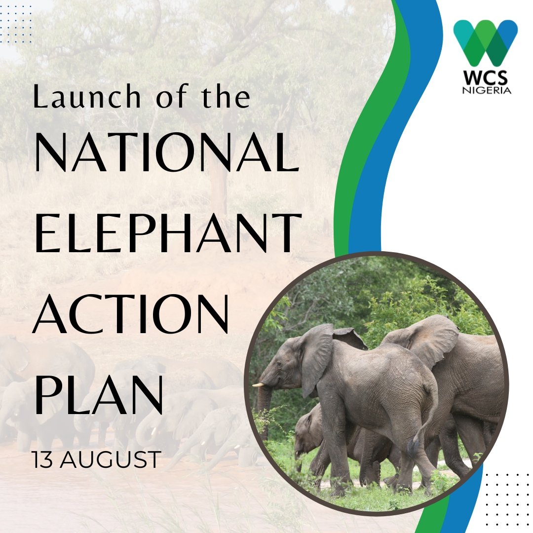 Andrew Dunn (@thatoyiboman) on Twitter photo Join us now to save the last elephants in Nigeria!
<a href="/NigeriaParks/">National Park Service-Nigeria</a> 
<a href="/linusunah/">Linus Unah</a> 
<a href="/IamPeaceSimon/">Peace Simon</a> 
<a href="/EPIAfrica/">Elephant Protection Initiative</a> 
<a href="/ANI_Foundation/">Africa Nature Investors Foundation</a> 
<a href="/ncfnigeria/">NCF</a> Join us now to save the last elephants in Nigeria!
<a href="/NigeriaParks/">National Park Service-Nigeria</a> 
<a href="/linusunah/">Linus Unah</a> 
<a href="/IamPeaceSimon/">Peace Simon</a> 
<a href="/EPIAfrica/">Elephant Protection Initiative</a> 
<a href="/ANI_Foundation/">Africa Nature Investors Foundation</a> 
<a href="/ncfnigeria/">NCF</a>