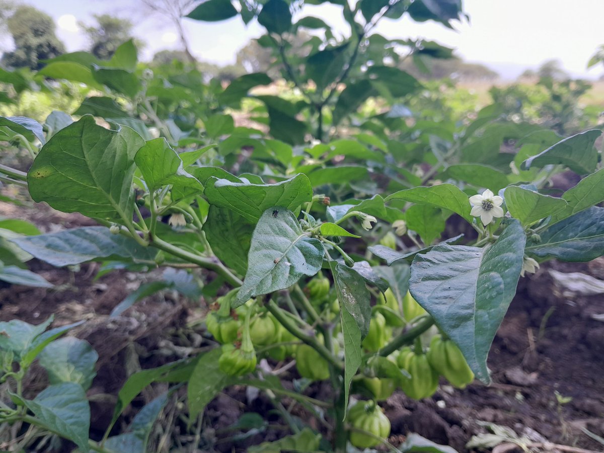 Kilimo:Pilipili Mwendokasi
Arusha Tanzaniaa
Sokonii Mapemaaaaa