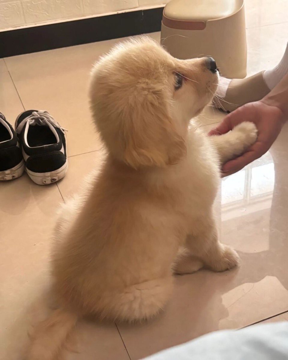 takemybear 🐶 tweet media