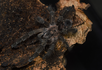 A #newspecies of the Hispaniolan endemic genus Antillena Bertani, Huff and Fukushima, 2017 (#Araneae, Theraphosidae, Aviculariinae), with notes on the natural history of the genus 
mapress.com/zt/article/vie… 
#Taxonomy