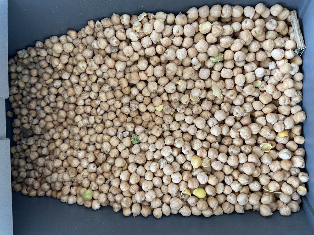 Collecte des premiers pois chiche <a href="/terresinovia/">Terres Inovia</a>