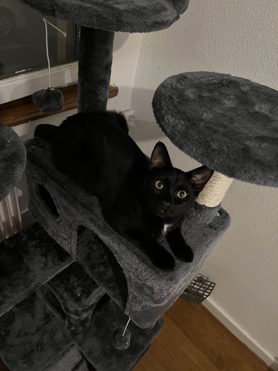 Ceizyl1's tweet photo. Le 15 août à 16h on vous donne rendez-vous pour notre 1er live caritatif avec @lauroliste &amp; @holshad2 
pour l'association les Chats'Franchis !

Voici un reportage pour vous présenter cette association qui sauve des chats depuis 10 ans !
https://t.co/S8XPnLtODd https://t.co/anFQy91hig