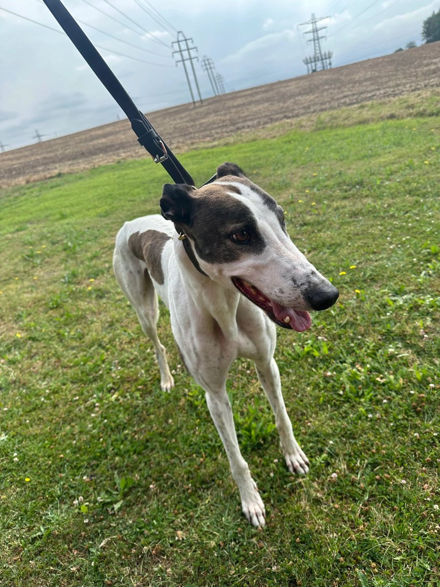 Meet stunning 3 year old Tom looking for a home.

This white and brindle lad is full of life but also a complete gentle giant. He has plenty of love to give and would suit active  family.
07852 734958 

#tongueouttuesdays
#greyhoundsmakegreatpets #retiredgreyhound #adoptdontshop