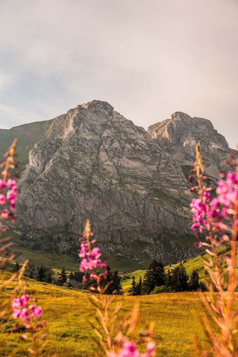 mongrandbo's tweet photo. Balade du soir dans les alpages fleuris 🌺

#mongrandbo #legrandbornand #alpage #fleur #montagne #lac #photographie #soleil https://t.co/NRX4gJDV82