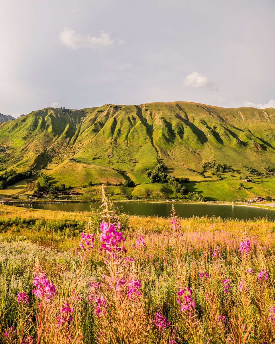 mongrandbo's tweet photo. Balade du soir dans les alpages fleuris 🌺

#mongrandbo #legrandbornand #alpage #fleur #montagne #lac #photographie #soleil https://t.co/NRX4gJDV82