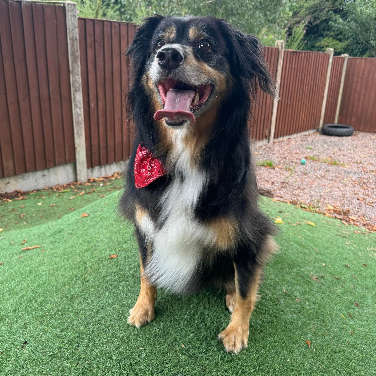 Border Collie Rottweiler Mix Rio Möchte Ein Zuhause Finden | Zorro