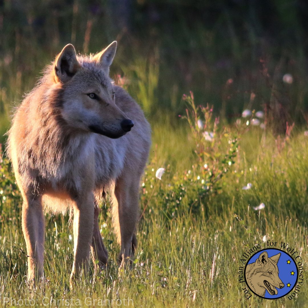Happy International Wolf Day! 🐺
Wolves are essential for our ecosystems but coexsitence with predators can be a challenge. Research has shown that the hunting of wolves is ineffective or even counterproductive and instead non-lethal preventive measures are the true solution.