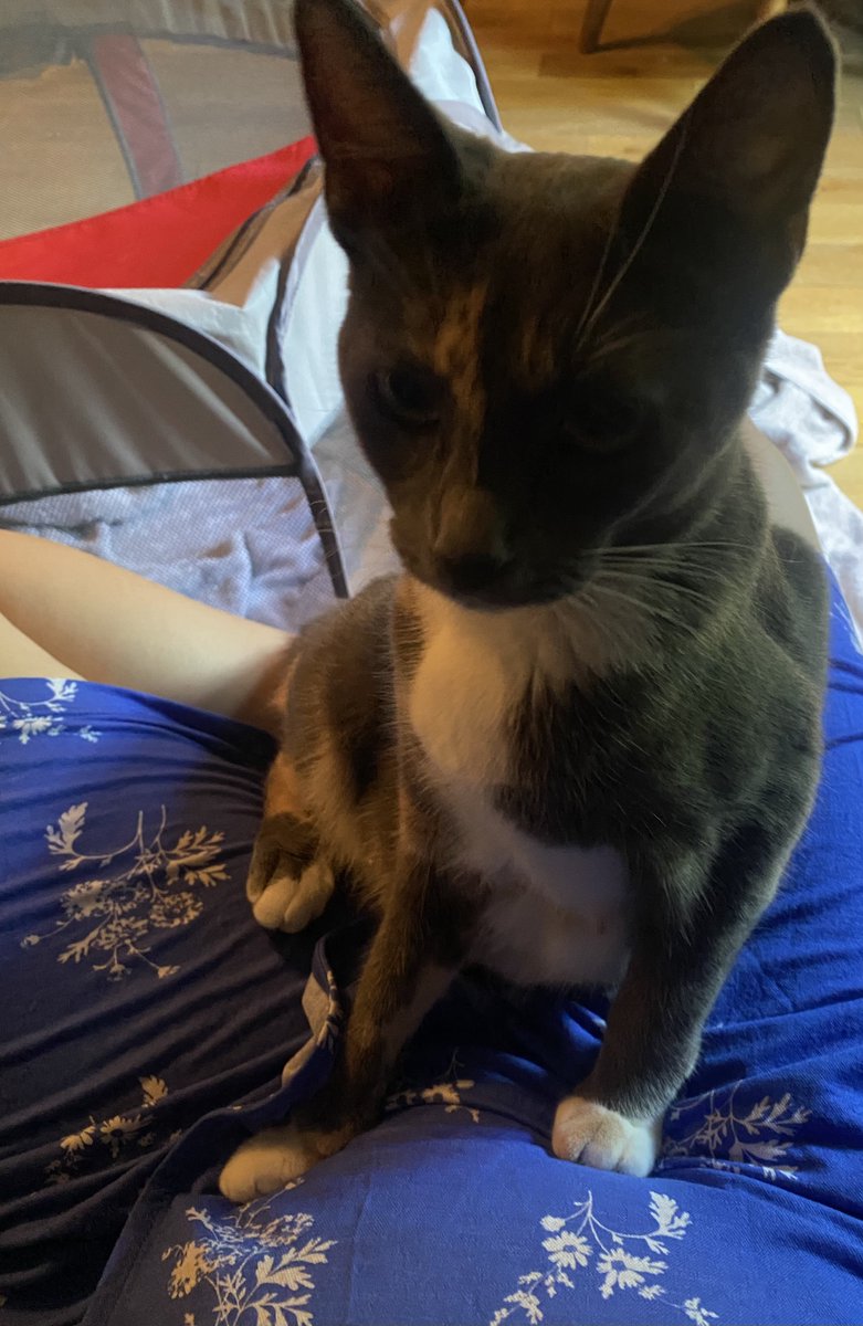 KittensCam's tweet photo. Lizzie’s having a well deserved minute 😻
#fairycatmother #thinlizzie #kittenCam #kittensofX #catsofX #adoptdontshop #cats #kittens #cute #fosteringsaveslives #kittensofinstagram #catsofinstagram 🐾 https://t.co/Gl3BoRCyYd