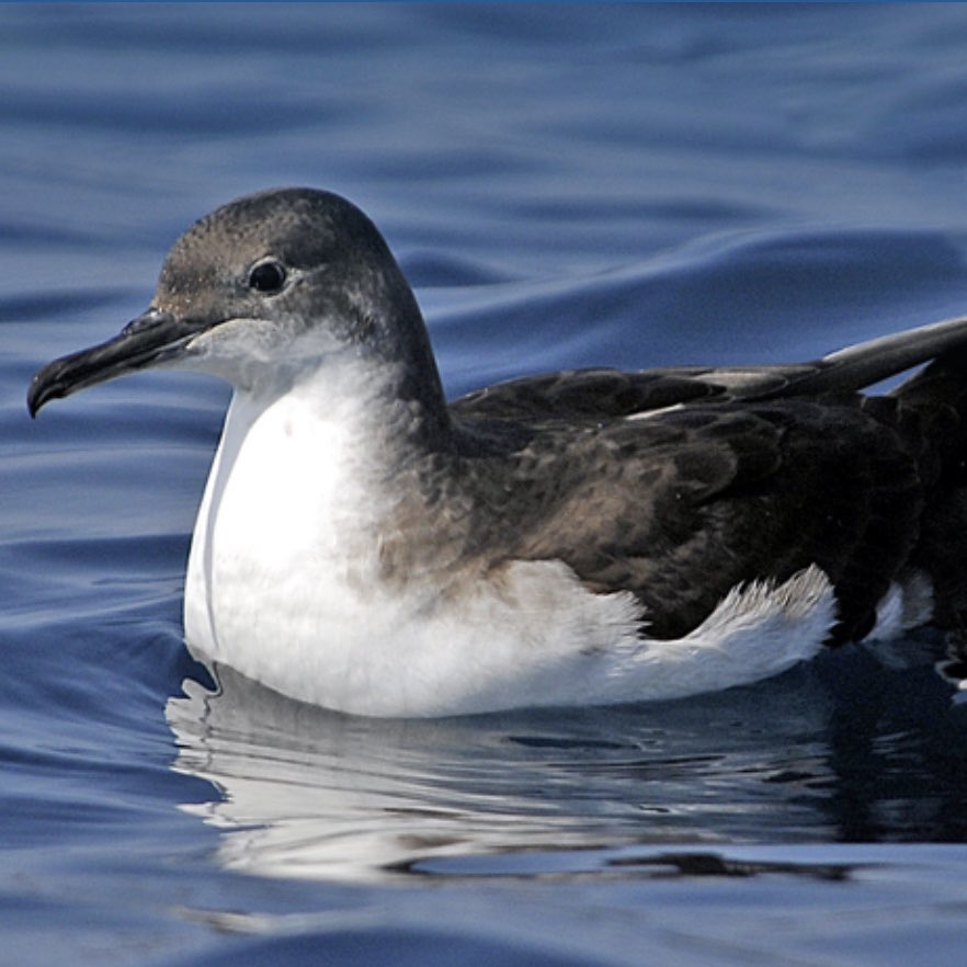 Entrano nel vivo le attività del progetto Life Tetide, ideale prosecuzione del percorso di tutela della Berta minore e di contrasto alle specie aliene invasive, cominciato con il progetto Life Puffinus Tavolara.