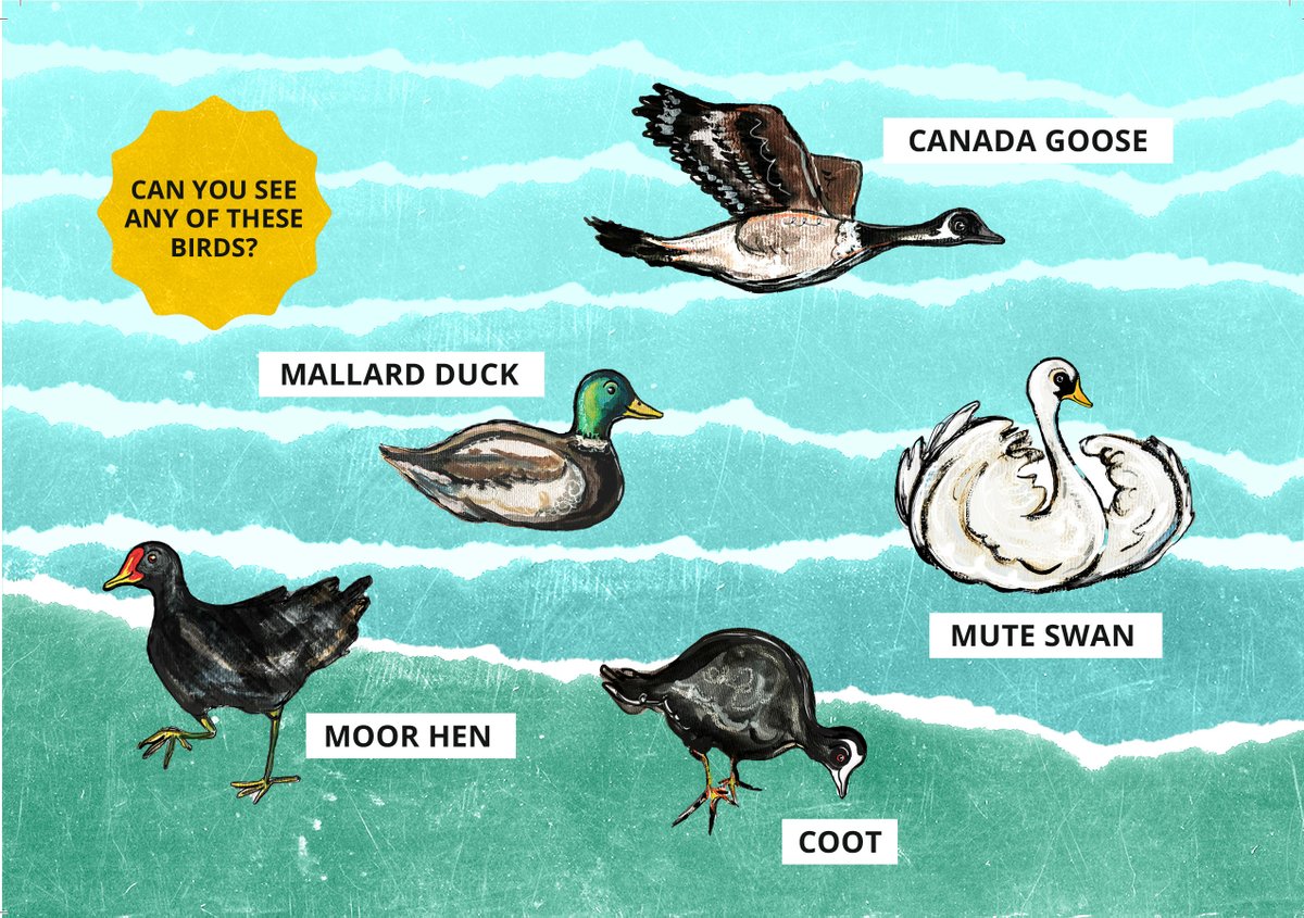 burnleyfest's tweet image. Tweet tweet! The #TowpathExplorers need you to help stop nefarious villain Jenny Greentooth taking down the Bird King? Play your part and join the fabulous family adventure on Sun 25th Aug. For Explorers of all ages 11:00-4:30. @teamMPA @Superslowway @CanalRiverTrust @FGW1784