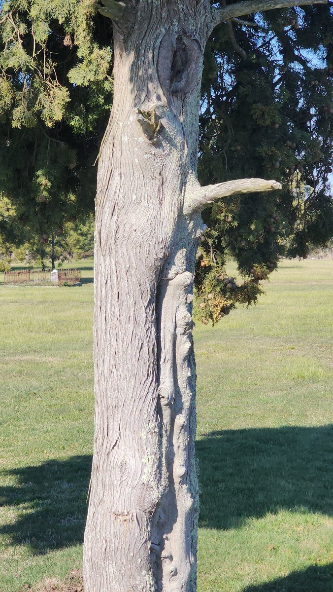 CrozzySSB's tweet image. Half my friends see a face, the other half only see a dick.