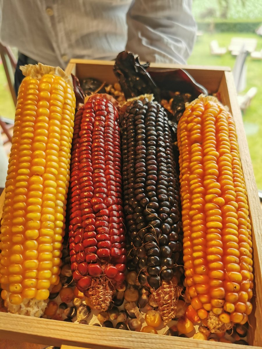 Un pase apabullante. Alta cocina para compartir. Es de agradecer la labor que está haciendo Diego por cultivar su propio maíz con simientes originales sudamericanas. ¡Qué trabajo hay detrás de cada plato de este menú! Maravilla. <a href="/RestRegueiro/">Restaurante Regueiro</a> Tox. Asturias