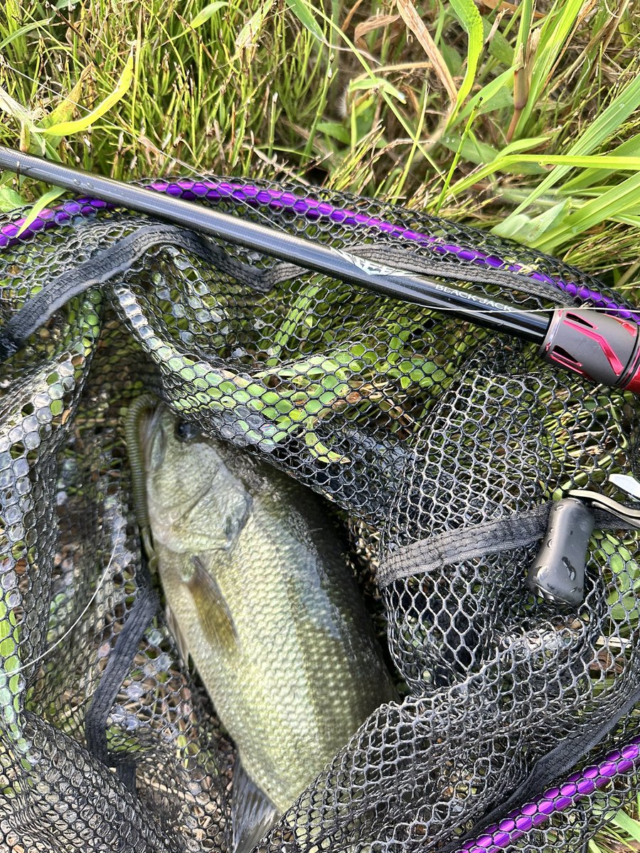 shiroginchoko's tweet photo. 昨日とりあえず入魂してきました！ポップXで釣れた魚は40アップでした！
ブラックジャックは上手く説明できないけどとりあえずすごいロッドでした😆

#バス釣り
#霞ヶ浦
#スティーズ
#ダイワ https://t.co/YPJHK4hTQ5