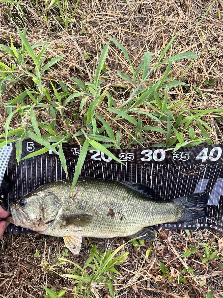 shiroginchoko's tweet photo. 昨日とりあえず入魂してきました！ポップXで釣れた魚は40アップでした！
ブラックジャックは上手く説明できないけどとりあえずすごいロッドでした😆

#バス釣り
#霞ヶ浦
#スティーズ
#ダイワ https://t.co/YPJHK4hTQ5