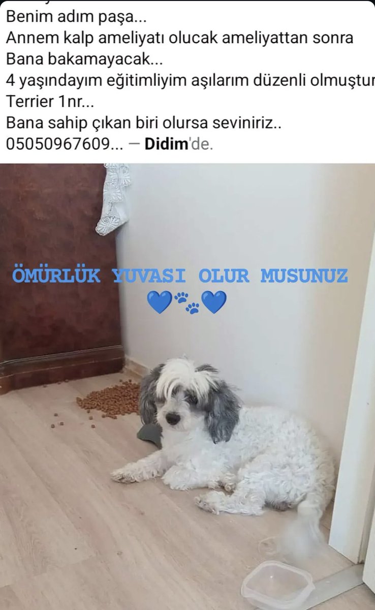 Paşa havkadaşımıza yuva lütfemmmm🙏🙏