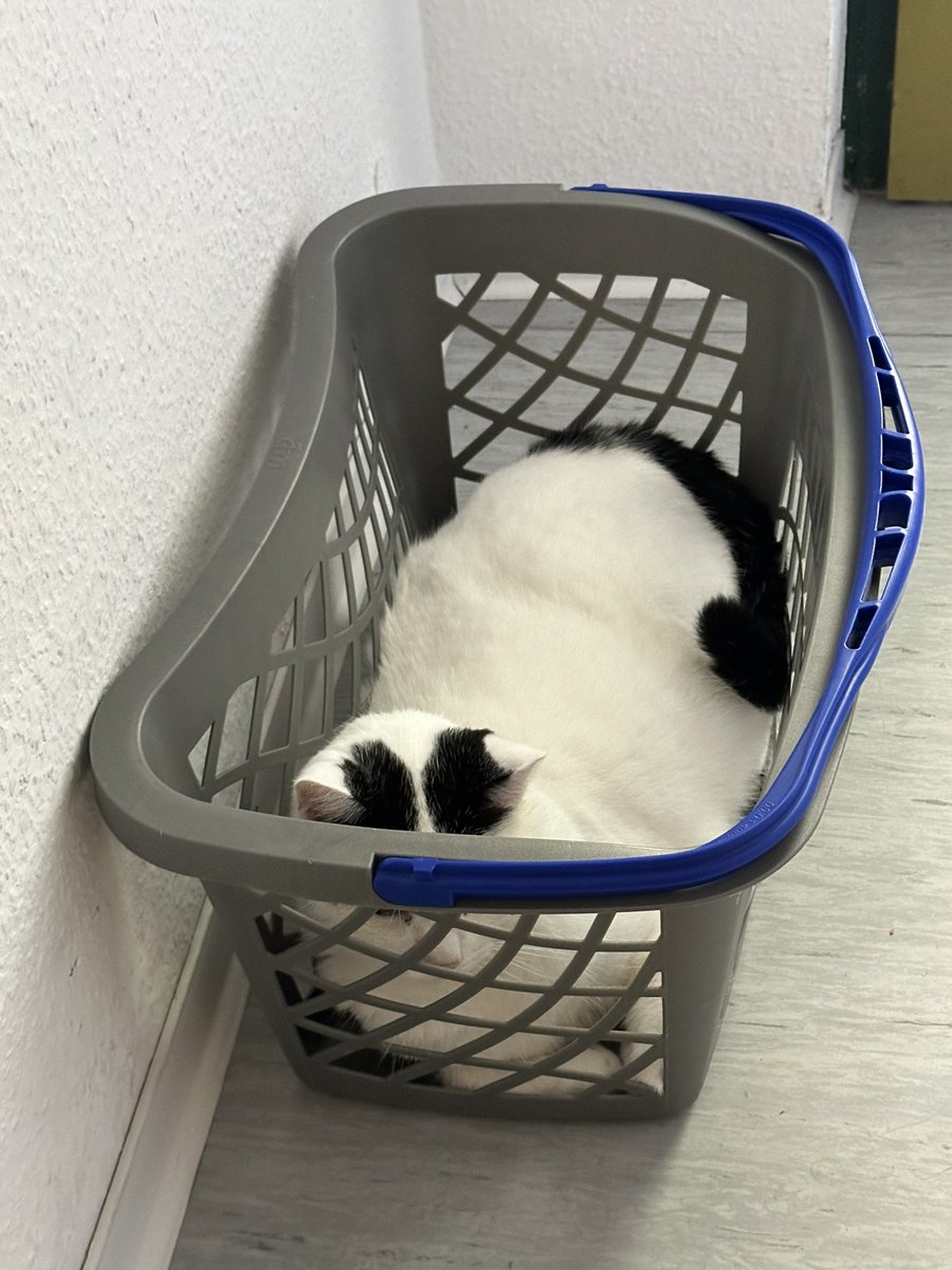 KalleHD's tweet image. Mal kein #karton #kater