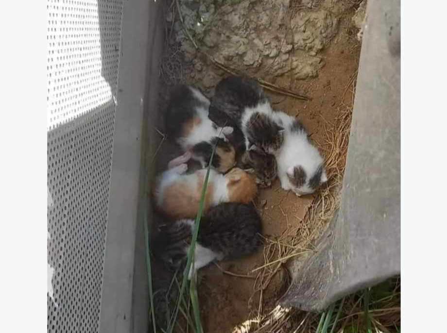 ratujemyzwierzaki.pl/brita-felineus

Ktoś wyrzuca...my ratujemy, 😪 
I tak kocie perpetuum mobile się kręci 💔

Kolejna wyrzucona kocia mama z szóstką dzieci prosi o pomoc 🙏