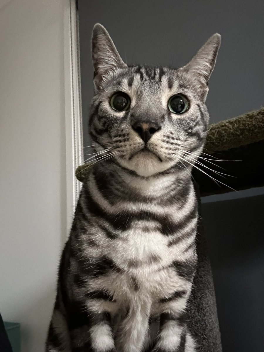 Bel_okS's tweet photo. #CatLife Just waiting for snacks-Galahad &amp; Eggsy https://t.co/BUykjPKQsX