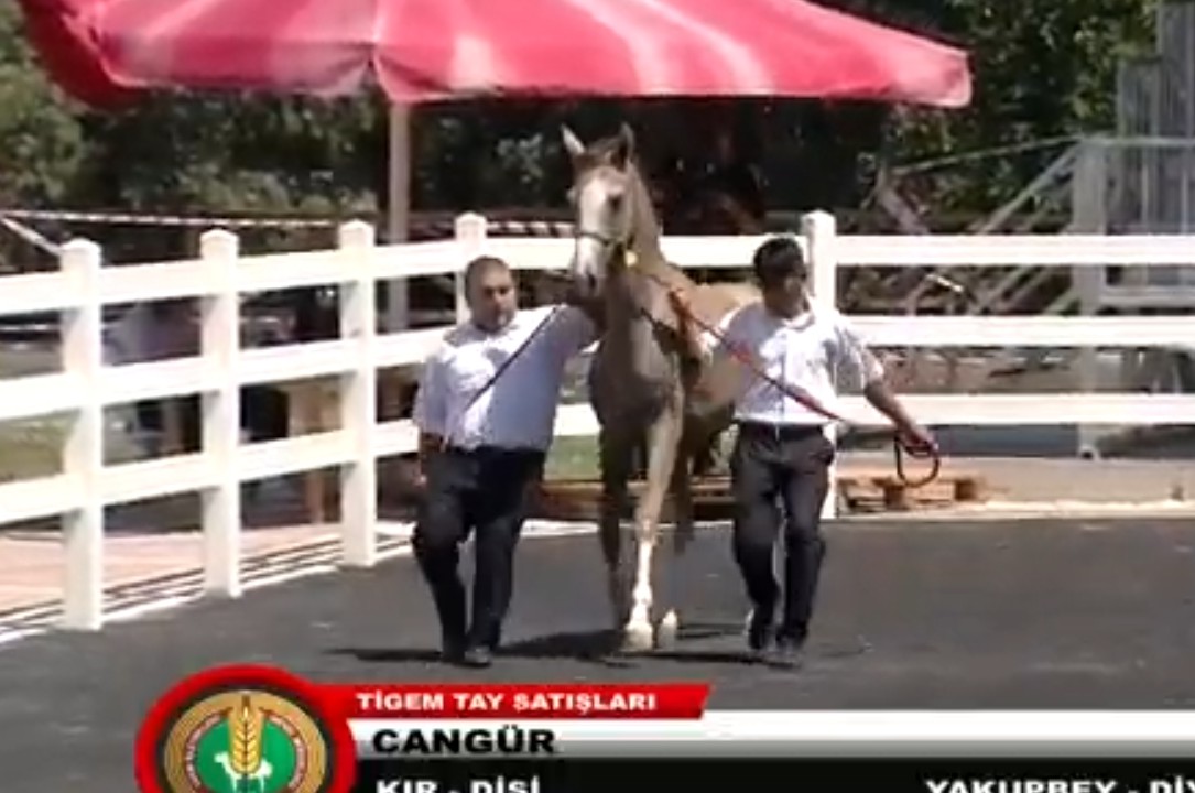 CANGÜR ( Yakupbey - Diyarkızı ) Ekürimize hayırlı olsun 🧿🐎🧿