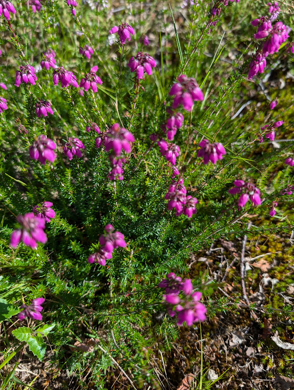 Haslemere Museum tweet media