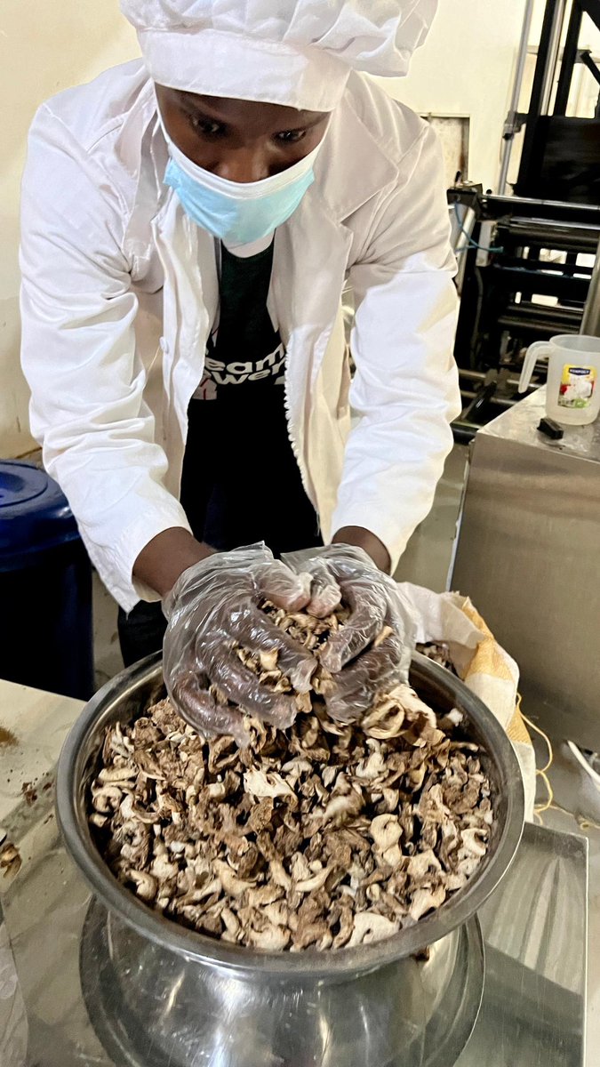 KibajjoE's tweet photo. Quality is the Foundation of Our Ginger Production
At Kibajjo, quality control is the driving force behind all our processes. We ensure that by the time you taste the final Ginger product, it’s the best global-quality Ginger you’ve ever experienced.
#Quality
#PremiumGinger https://t.co/r2yVNSMzAN