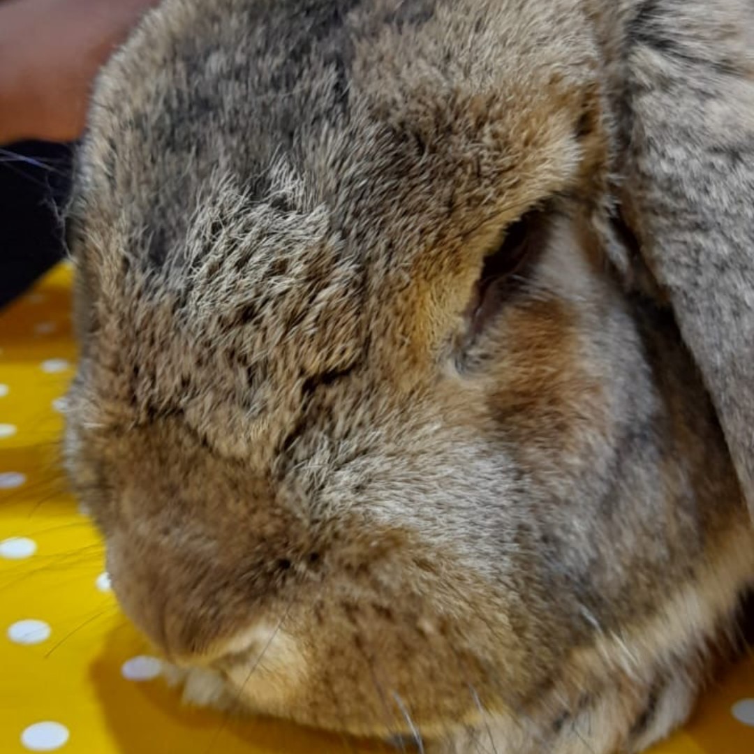 Invictus Wellbeing tweet media