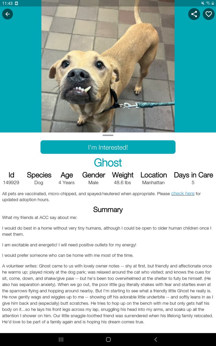 samj_jane's tweet photo. 🐕 New Intake GHOST 4yrs 149929 #Macc
Adorable young lad with great notes Shy at 1st friendly affectionate gd at 🐕 Park relaxed around cats knows Commands all he wants is Love ❤ Dm @CathyPolicky #FostersSaveLives #Adoptme Ghost 💖🐕
🙏 Read Notes 👇🏻 https://t.co/mIiPcF9m95