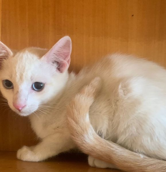 ZarpasyColmillo's tweet image. Alaska, Dalton y Kodiak son unos cachorritos encontrados en Toledo que buscan un hogar. Estos cieletes son un amor y tienen casi cuatro mesecitos. ¿Te animas a conocerles?
#Alaska #Dalton #Kodiak #Mascota #Adopta #Madrid #Protectora #ZarpasyColmillos