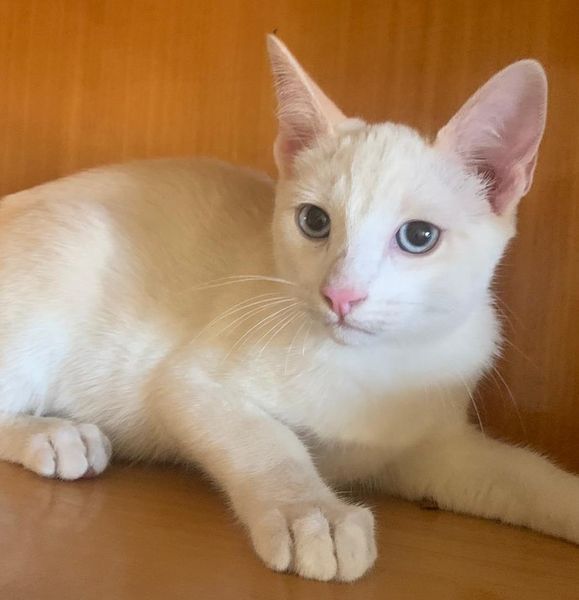 ZarpasyColmillo's tweet image. Alaska, Dalton y Kodiak son unos cachorritos encontrados en Toledo que buscan un hogar. Estos cieletes son un amor y tienen casi cuatro mesecitos. ¿Te animas a conocerles?
#Alaska #Dalton #Kodiak #Mascota #Adopta #Madrid #Protectora #ZarpasyColmillos