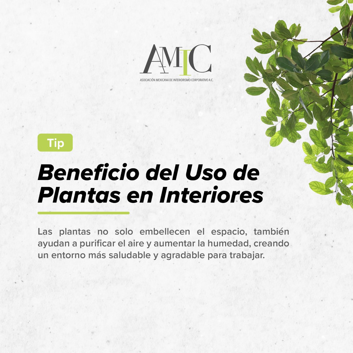 AMIC_MEXICO's tweet photo. Beneficio de las Plantas en Interiores 🌿 Mejora la Calidad del Aire: Las plantas no solo embellecen el espacio, también ayudan a purificar el aire y aumentar la humedad, creando un entorno más saludable y agradable para trabajar. #PlantasDeInterior #Salud #Bienestar https://t.co/pulZxq2PaK